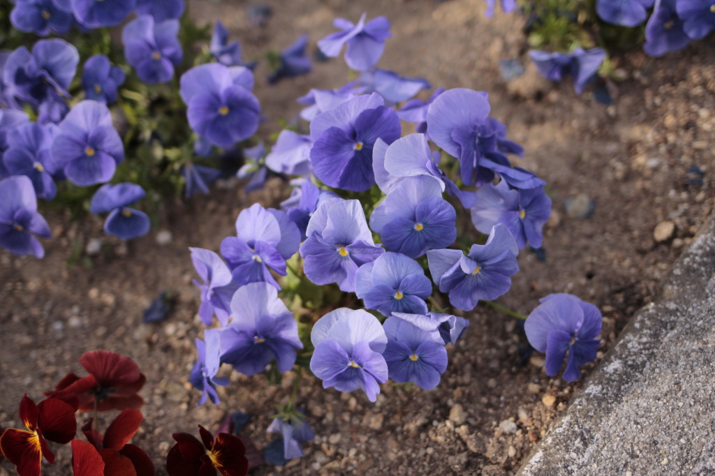 公園の春の風景3
