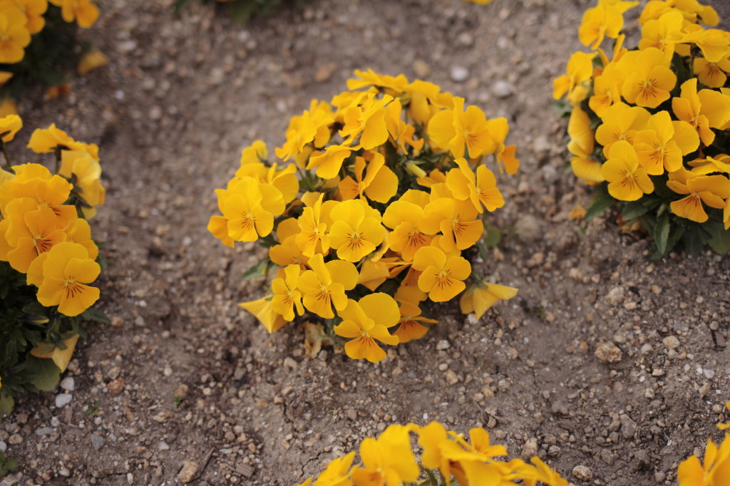 公園の春の風景4