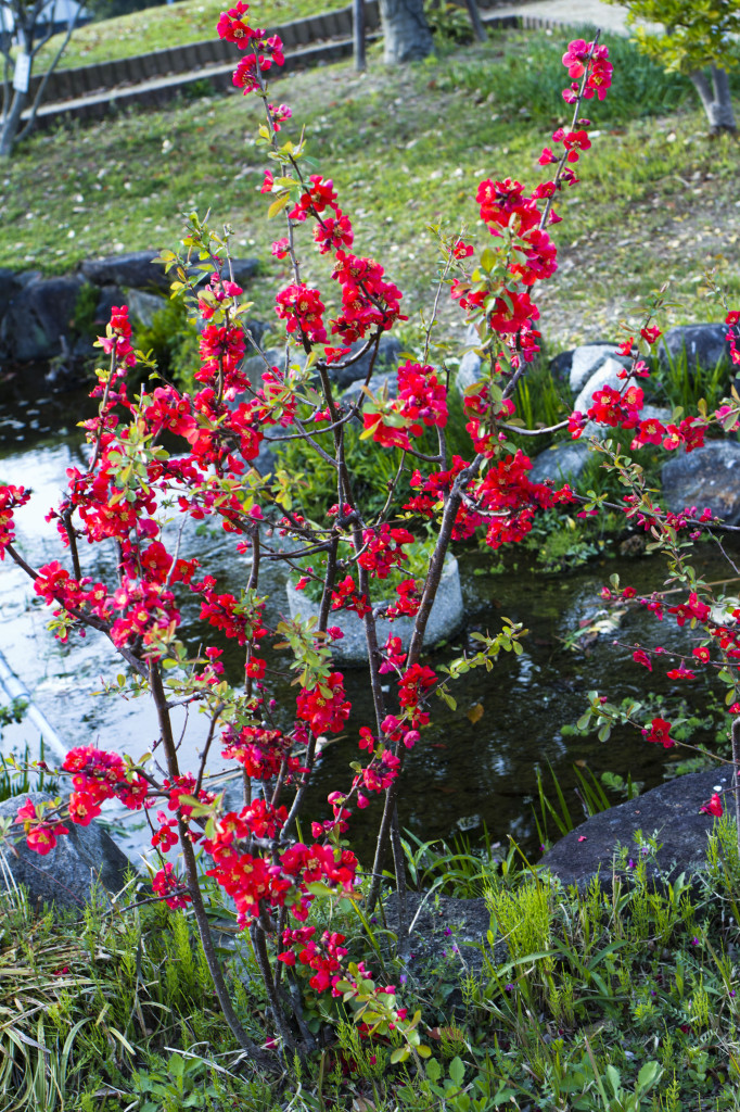 公園の春の風景5
