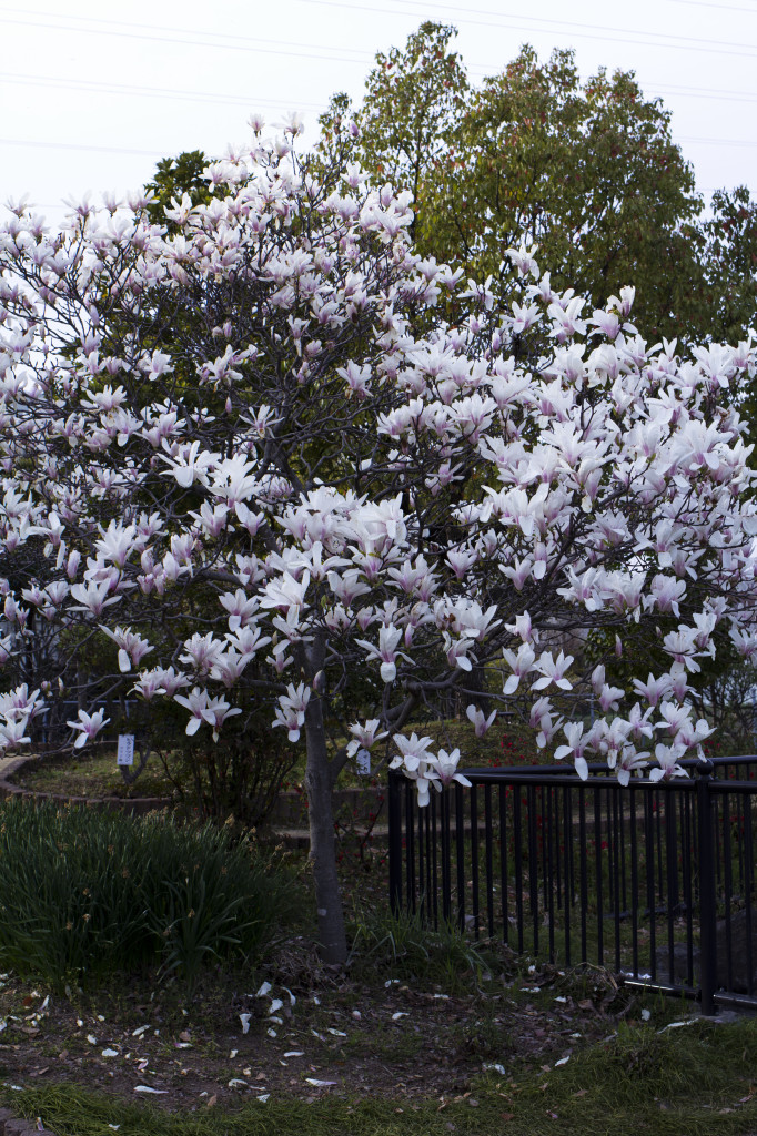 足元に咲くタンポポ