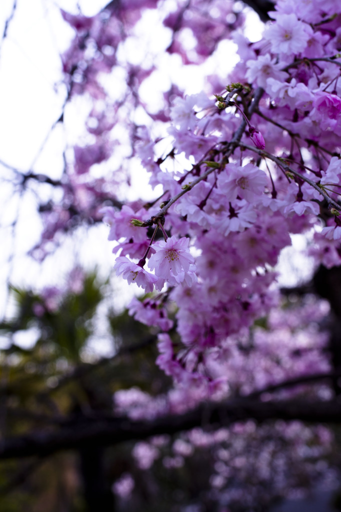 公園に咲く春の花1