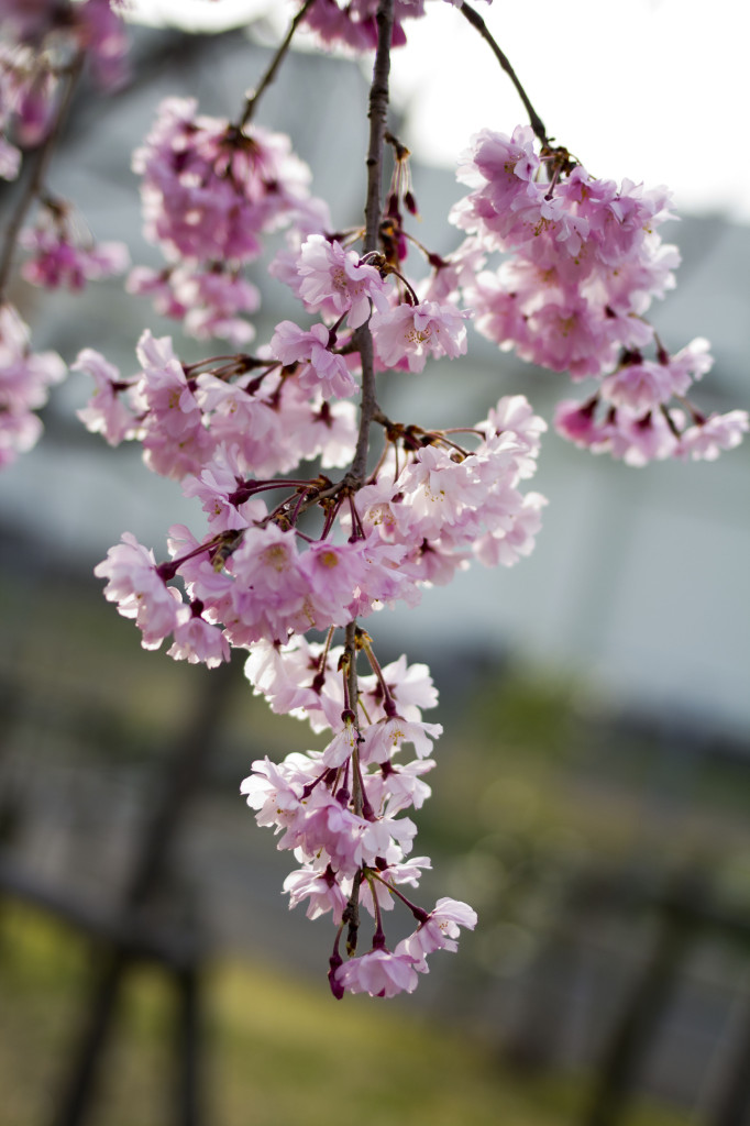 公園に咲く春の花2