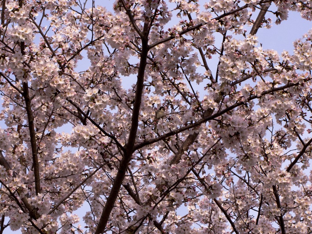 桜の木にとまる野鳥1