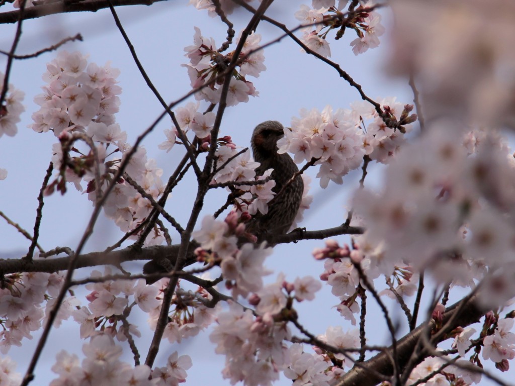 桜の木にとまる野鳥2
