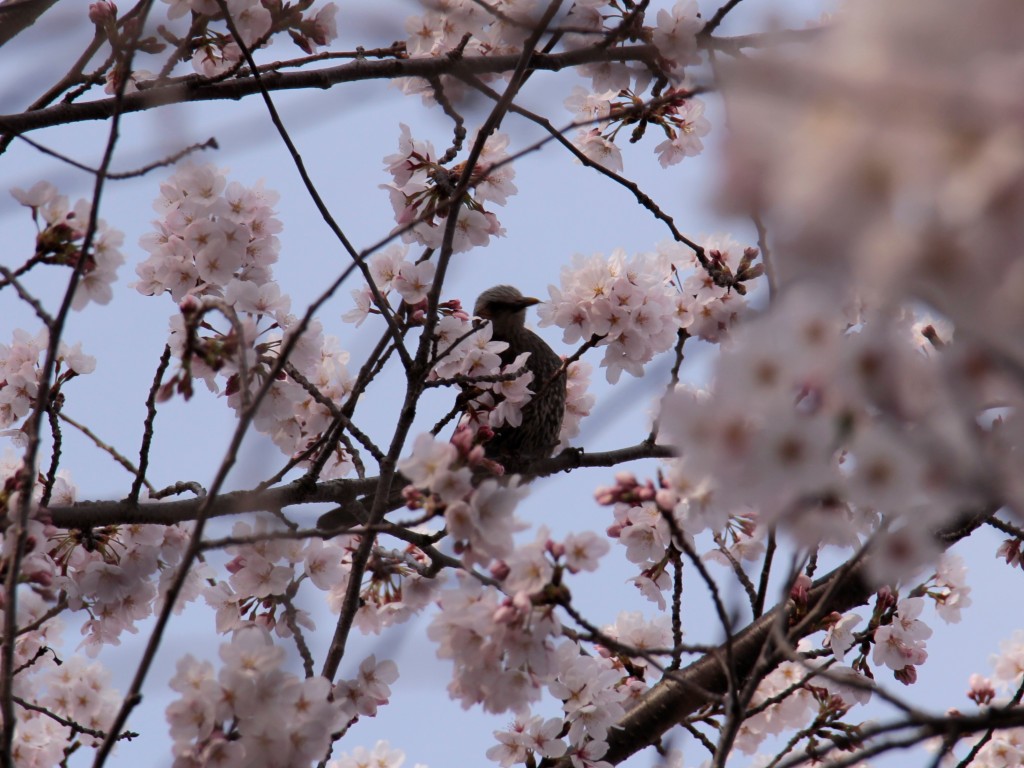 桜の木にとまる野鳥3
