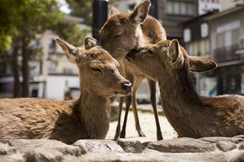 宮島でじゃれ合う鹿たち