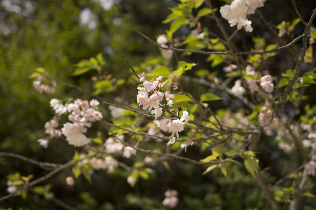 5月に咲いていた桜らしき花