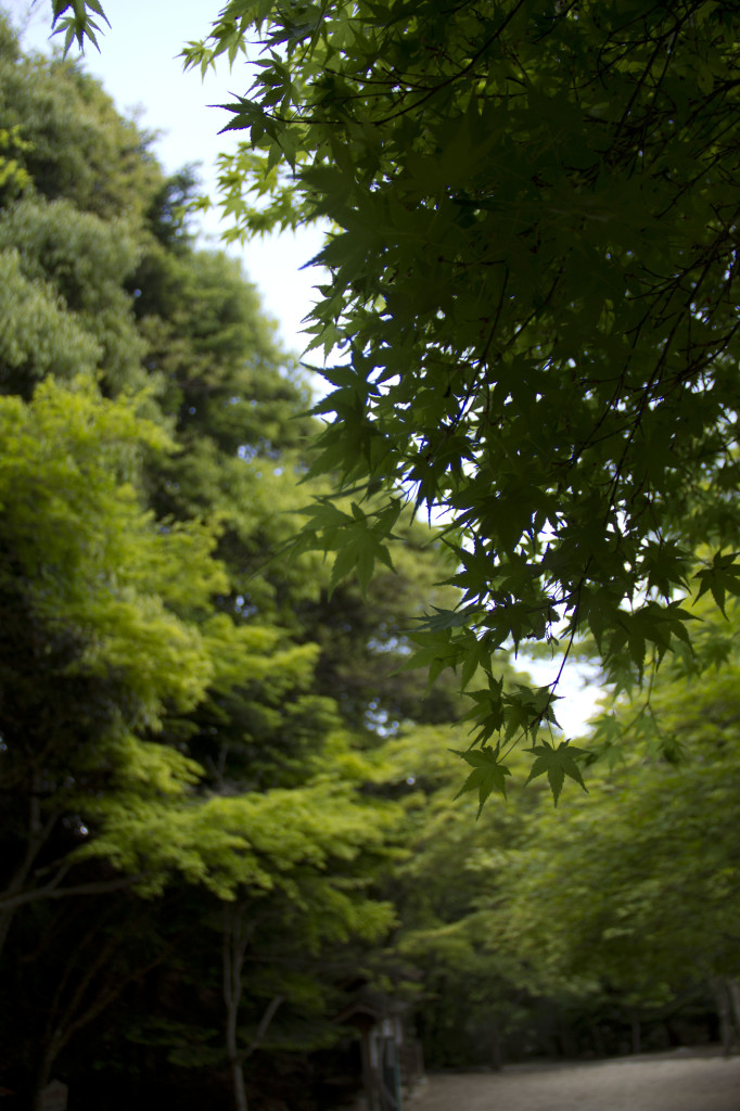 紅葉谷公園の風景2