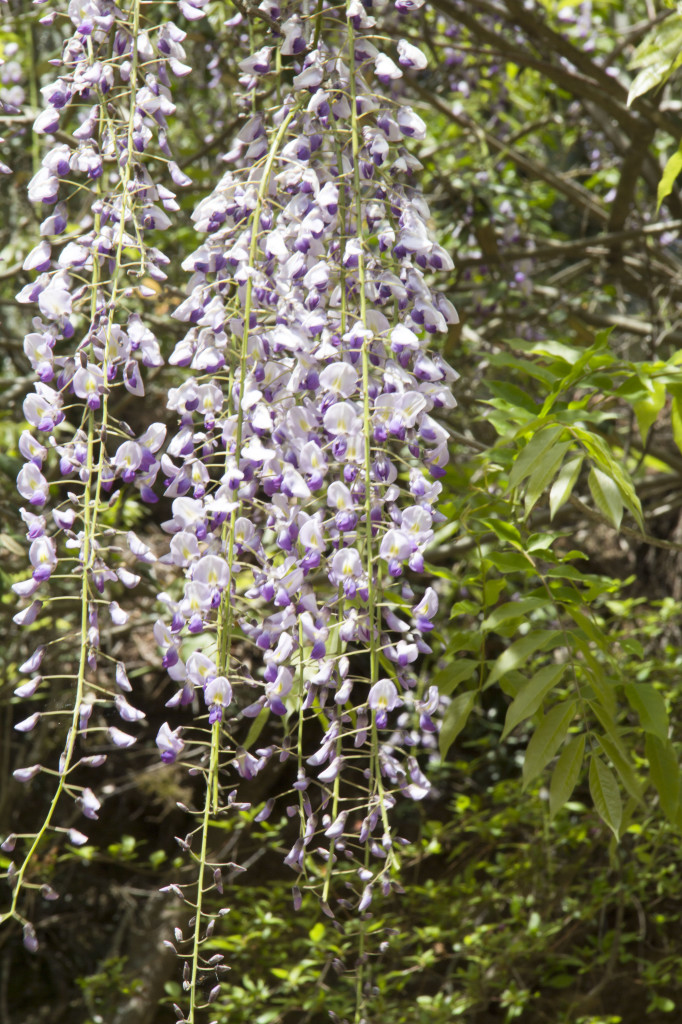 宮島に咲く藤の花